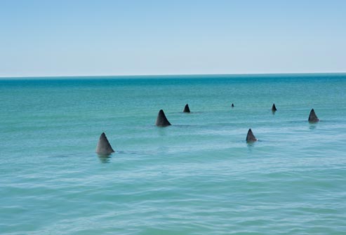 getty rm photo of shark fins in water