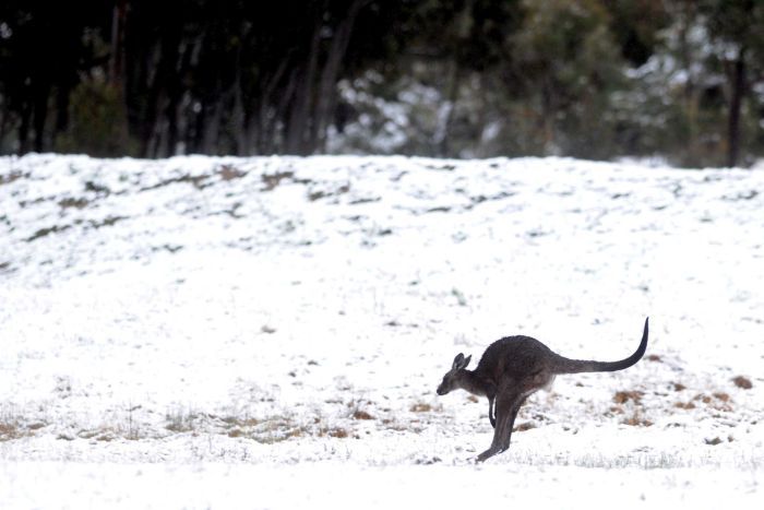 australian winter snow